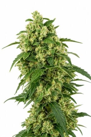 Valencia Seeds – Girl Scout Cookies