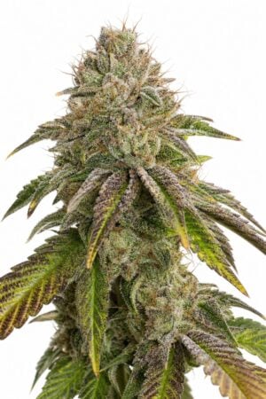Valencia Seeds – GMO Rainbowz