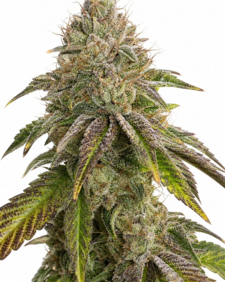 Valencia Seeds - GMO Rainbowz by Seed City Bulk Cannabis Seeds plant image