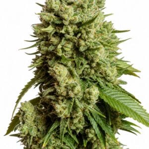 Valencia Seeds - Gorilla by Seed City Bulk Cannabis Seeds plant image