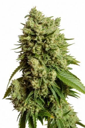 Valencia Seeds – Gorilla
