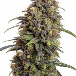 Valencia Seeds - Grand Daddy Purple by Seed City Bulk Cannabis Seeds plant image