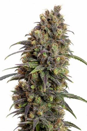 Valencia Seeds – Grand Daddy Purple