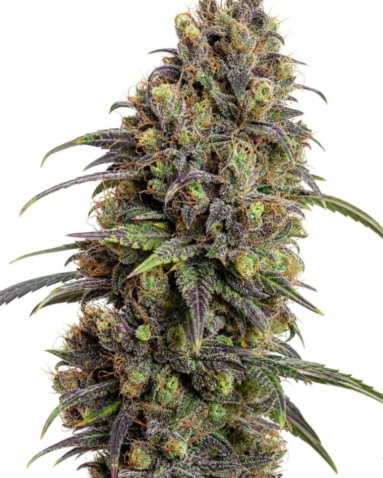 Valencia Seeds - Grand Daddy Purple by Seed City Bulk Cannabis Seeds plant image