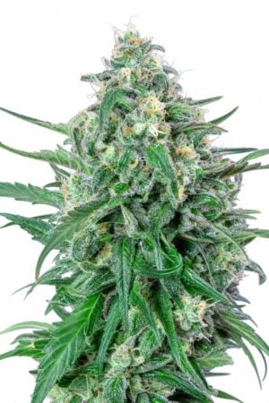 Valencia Seeds – Grape Ape
