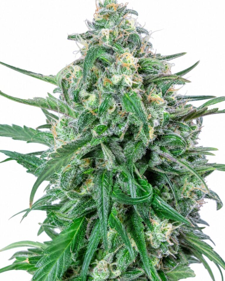 Valencia Seeds - Grape Ape by Seed City Bulk Cannabis Seeds plant image