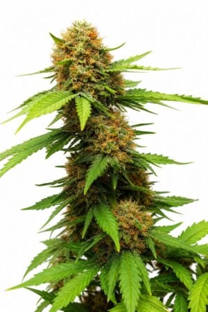 Valencia Seeds – Grapefruit TRIPLOID