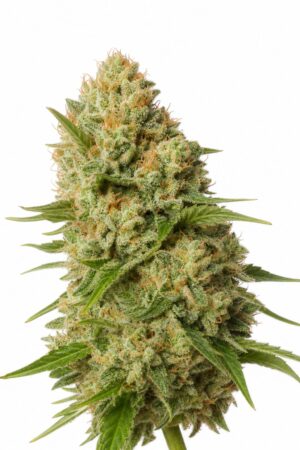 Valencia Seeds – Green Crack