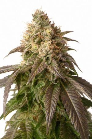 Valencia Seeds – Ice Cream Cake