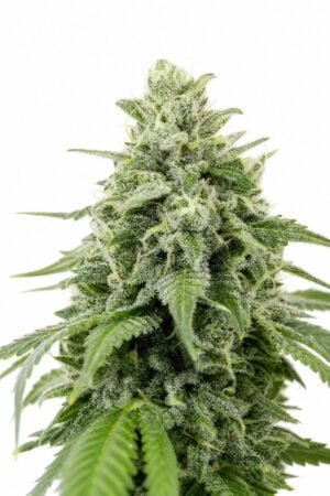 Valencia Seeds – Indica Cream TRIPLOID