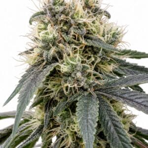Valencia Seeds - Jelly Bean by Seed City Bulk Cannabis Seeds plant image