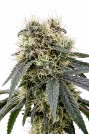 Valencia Seeds – Jelly Bean