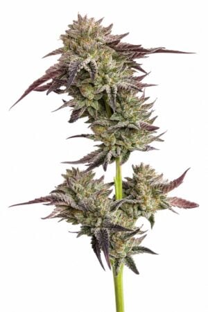 Valencia Seeds – Jelly Donutz