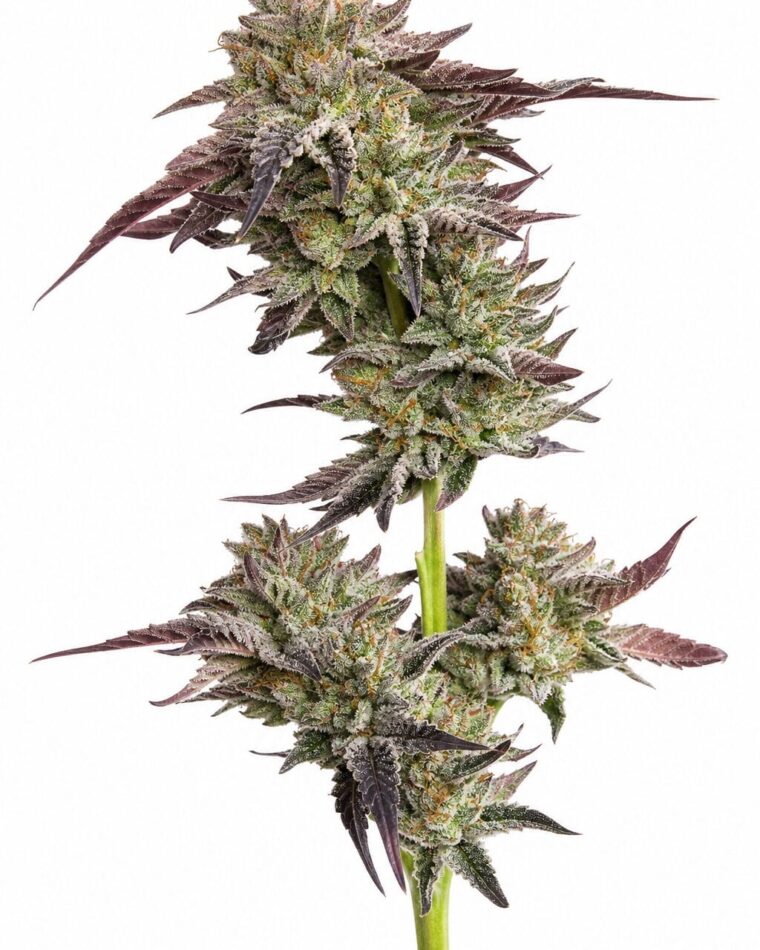 Valencia Seeds - Jelly Donutz by Seed City Bulk Cannabis Seeds plant image