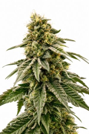 Valencia Seeds – Kush Mints