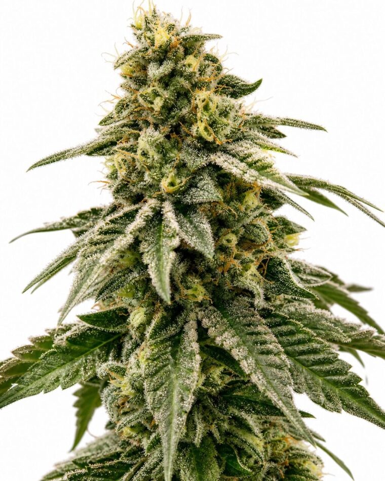 Valencia Seeds - Kush Mints by Seed City Bulk Cannabis Seeds plant image
