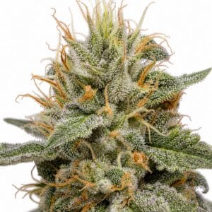Valencia Seeds - MAC #1 by Seed City Bulk Cannabis Seeds plant image