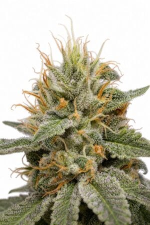 Valencia Seeds – MAC #1