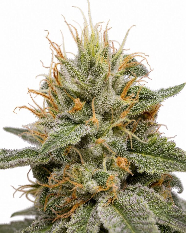Valencia Seeds - MAC #1 by Seed City Bulk Cannabis Seeds plant image