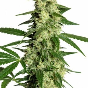 Valencia Seeds - Melonsicle by Seed City Bulk Cannabis Seeds plant image