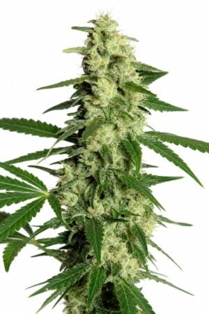 Valencia Seeds – Melonsicle