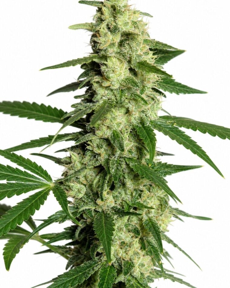 Valencia Seeds - Melonsicle by Seed City Bulk Cannabis Seeds plant image