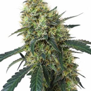 Valencia Seeds - Mimosa by Seed City Bulk Cannabis Seeds plant image