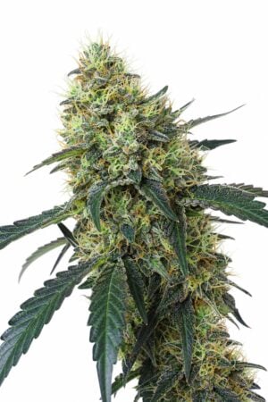Valencia Seeds – Mimosa
