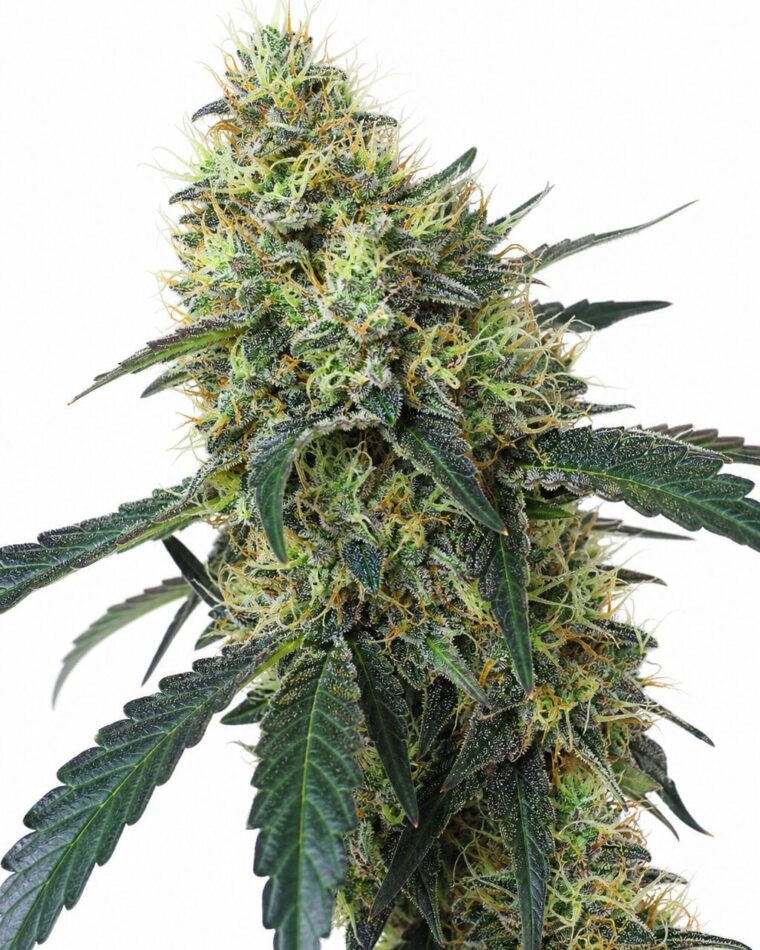 Valencia Seeds - Mimosa by Seed City Bulk Cannabis Seeds plant image