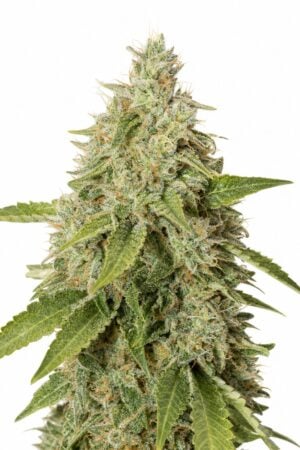 Valencia Seeds – Northern Lights Auto