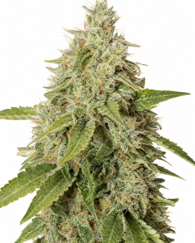 Valencia Seeds - Northern Lights Auto by Seed City Bulk Cannabis Seeds plant image