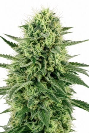 Valencia Seeds – Northern Lights