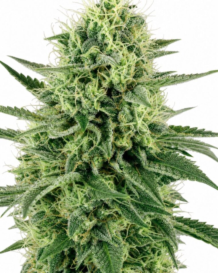 Valencia Seeds - Northern Lights by Seed City Bulk Cannabis Seeds plant image