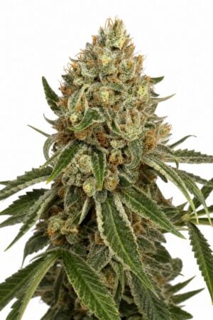 Valencia Seeds – OG Kush