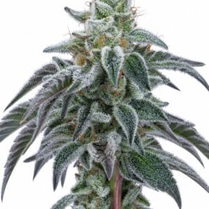 Valencia Seeds - OG Kush TRIPLOID by Seed City Bulk Cannabis Seeds plant image
