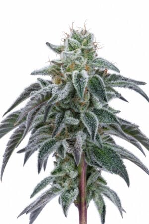 Valencia Seeds – OG Kush TRIPLOID