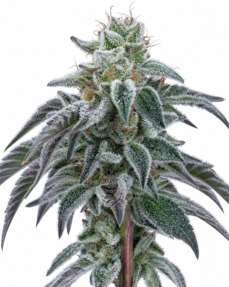 Valencia Seeds - OG Kush TRIPLOID by Seed City Bulk Cannabis Seeds plant image