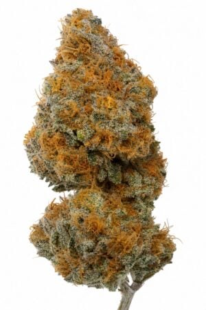 Valencia Seeds – Orange Apricot x MAC #1
