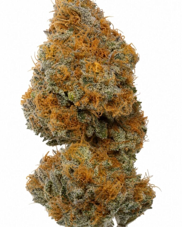 Valencia Seeds - Orange Apricot x MAC #1 by Seed City Bulk Cannabis Seeds plant image