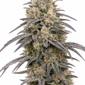 Valencia Seeds - Orange Runtz TRIPLOID by Seed City Bulk Cannabis Seeds plant image