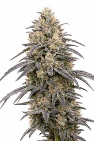 Valencia Seeds – Orange Runtz TRIPLOID