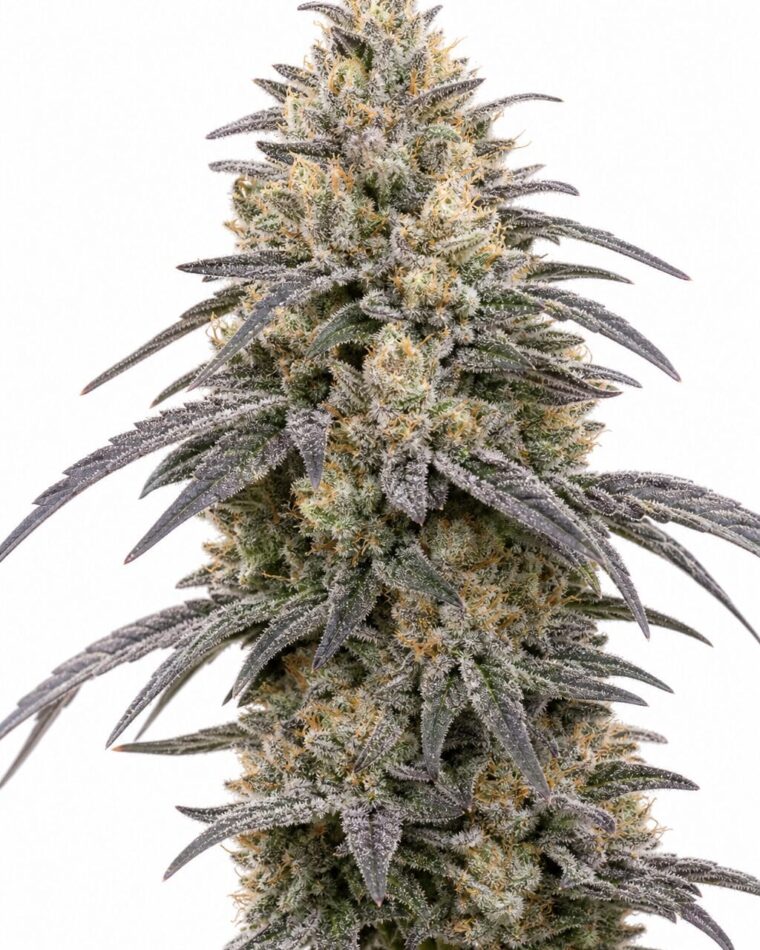 Valencia Seeds - Orange Runtz TRIPLOID by Seed City Bulk Cannabis Seeds plant image