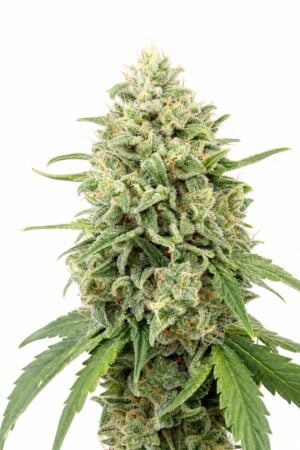 Valencia Seeds – Peach Banana