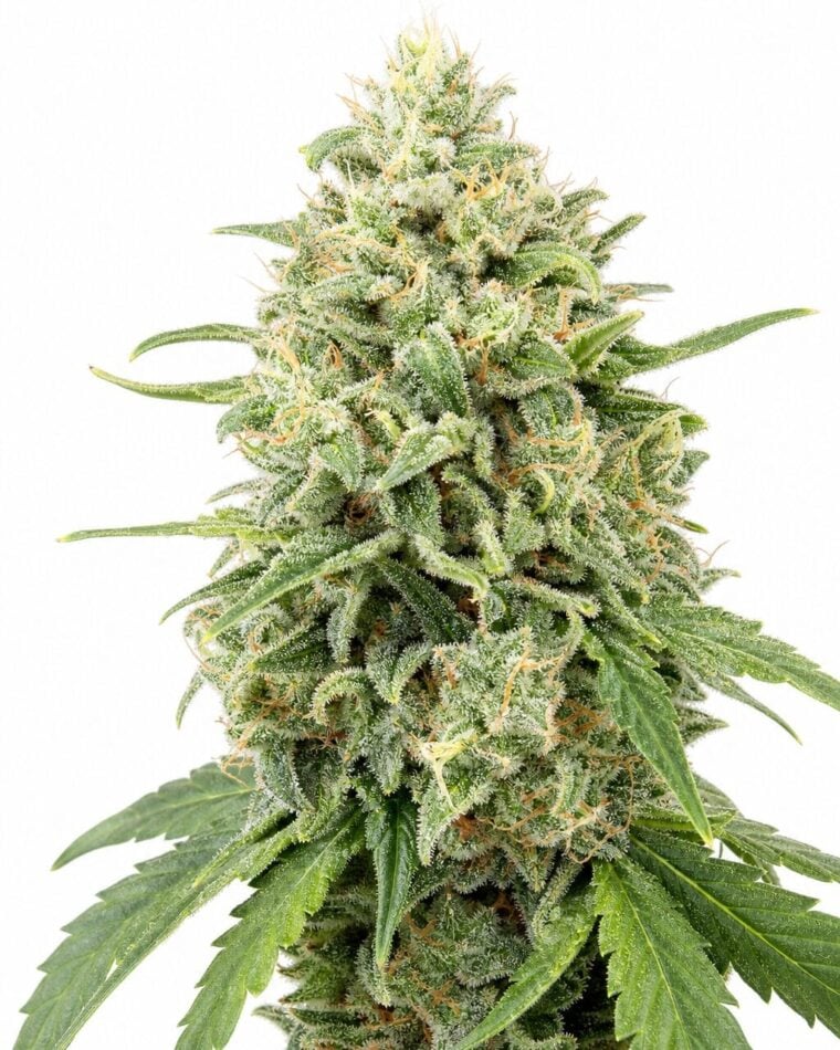 Valencia Seeds - Peach Banana by Seed City Bulk Cannabis Seeds plant image