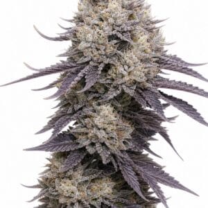 Valencia Seeds - Peach Ringz TRIPLOID by Seed City Bulk Cannabis Seeds plant image