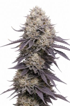 Valencia Seeds – Peach Ringz TRIPLOID