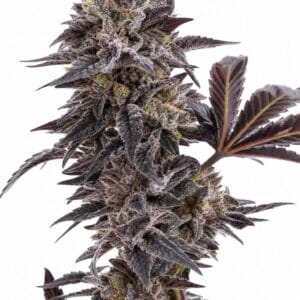 Valencia Seeds - Peanut Butter Breath by Seed City Bulk Cannabis Seeds plant image