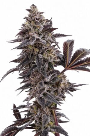 Valencia Seeds – Peanut Butter Breath