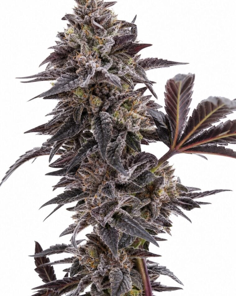 Valencia Seeds - Peanut Butter Breath by Seed City Bulk Cannabis Seeds plant image
