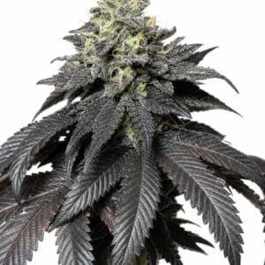 Valencia Seeds - Peanut Butter Cookies by Seed City Bulk Cannabis Seeds plant image